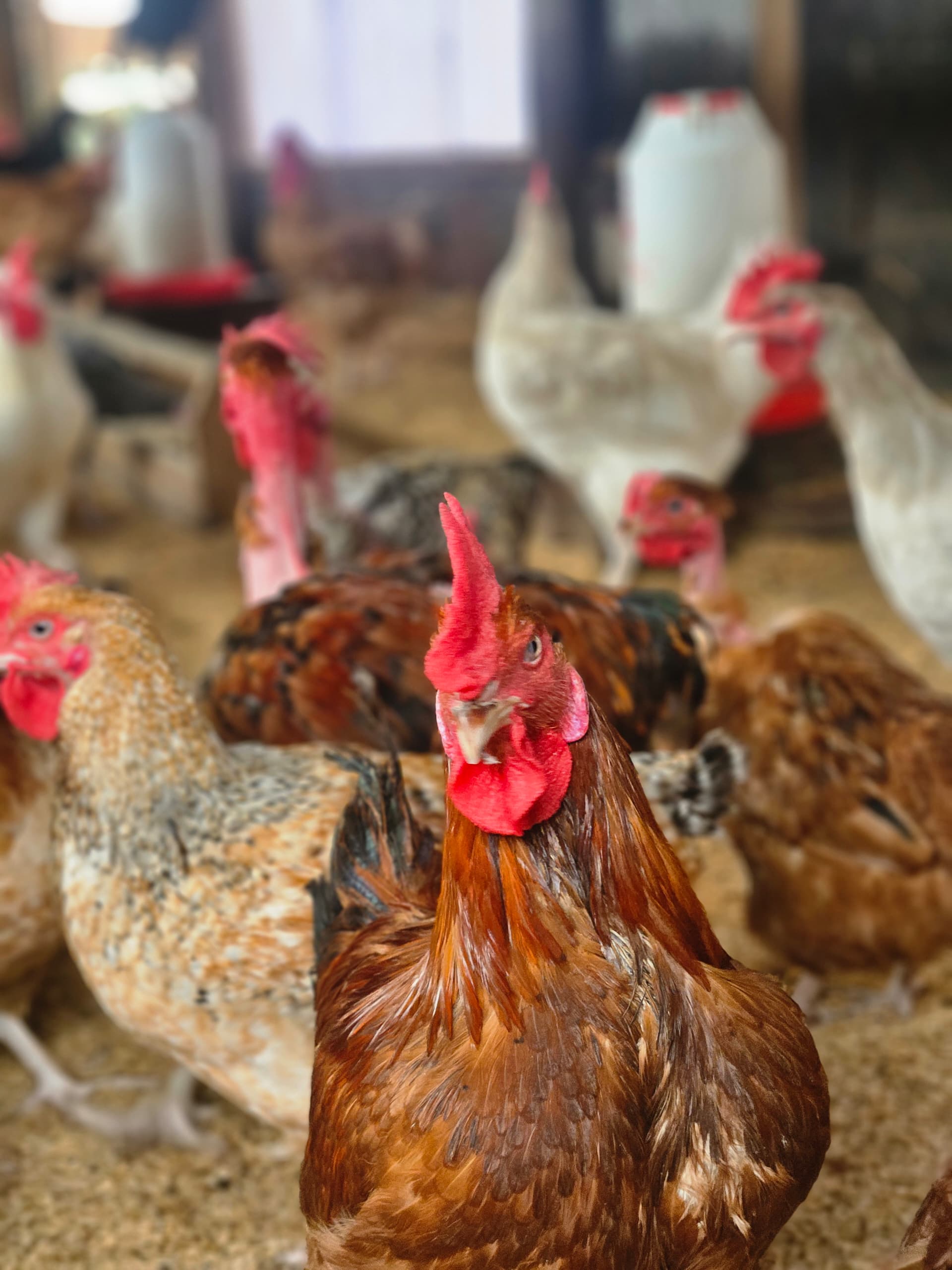 Premium chickens