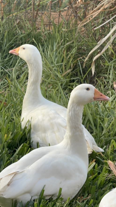 Geese on the farm